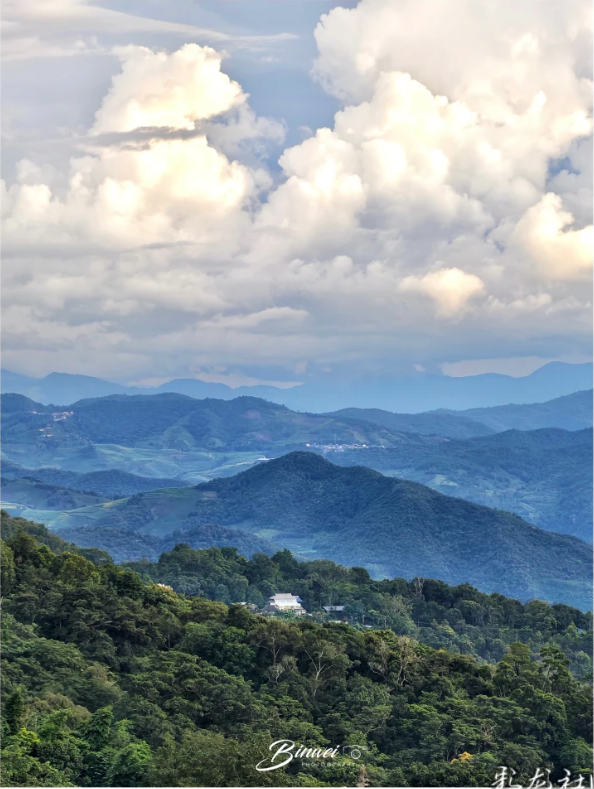 人类的普洱茶，世界的景迈山