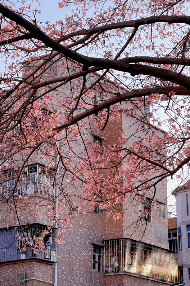 龙岗秋冬浪漫打卡指南来了！瀑布花海、空中花路…这份粉色攻略快收好！