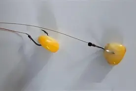 用玉米钓鱼总是空军？那是你不懂这些诀窍，早学会早钓到鱼图片