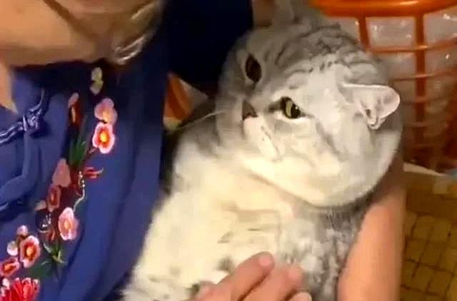 狸花猫打架输了，回家气呼呼地喝水，奶奶在旁一边安慰一边支招