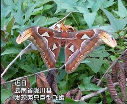 仅2只！云南发现正在交配的“蛇头蛾”，路过的人吓得一哆嗦