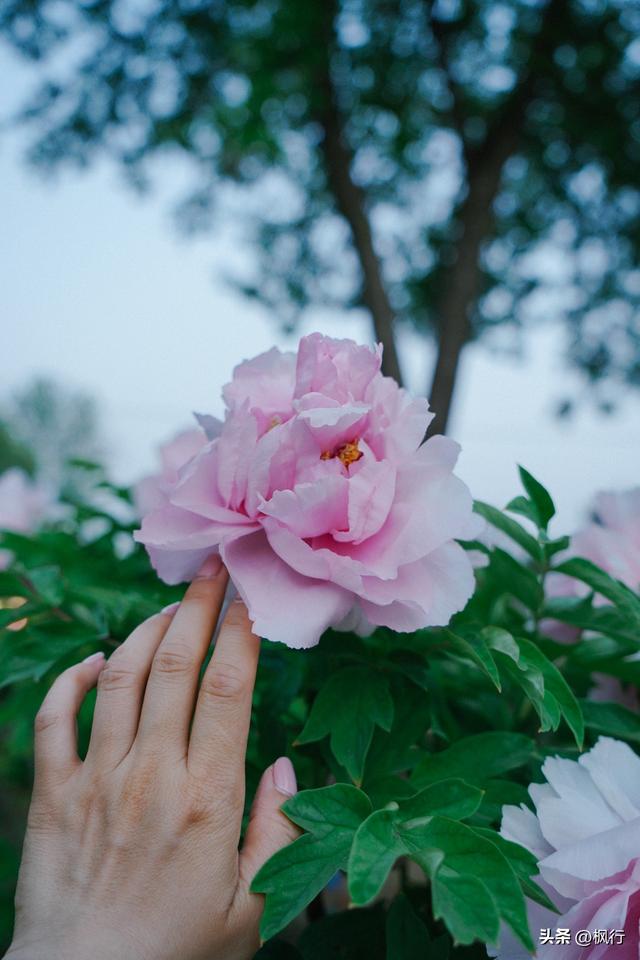 唯有洛阳，能让牡丹不只是花，而是历史本身