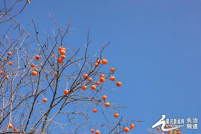 红透山间！长治老顶山“柿”意正浓