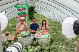 上海邮政开展农产品溯源直播，助力乡村振兴与农民增收图片