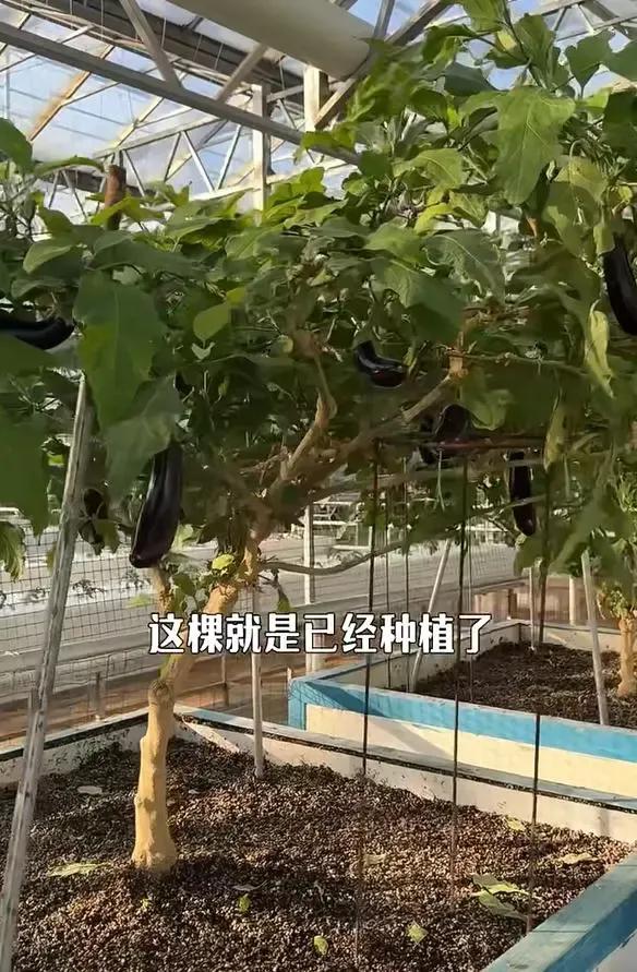 天呐！福建大叔竟把茄子养成树，一棵年产百斤！这操作也太神了吧
