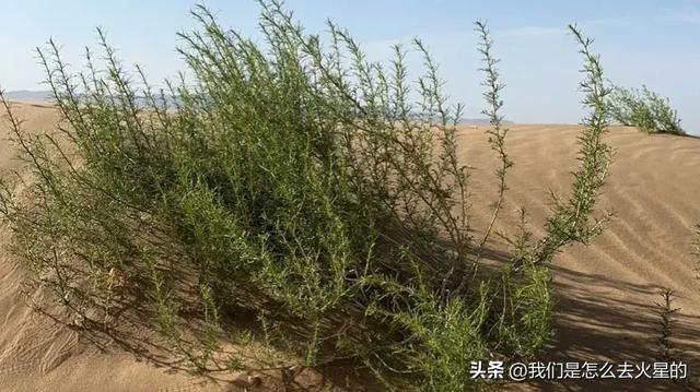 和方大侠一起种梭梭树吧