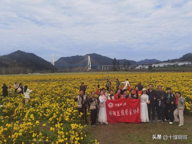 千年古麇，菊香五峰！十堰市郧阳区东峰村万亩菊花震撼盛开太美了