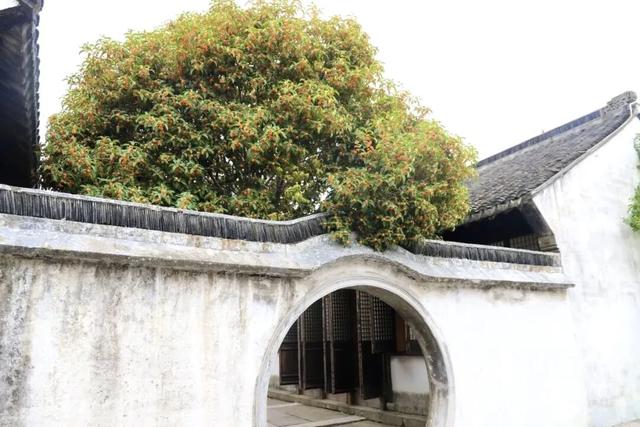 苏州桂花已经悄悄上线！