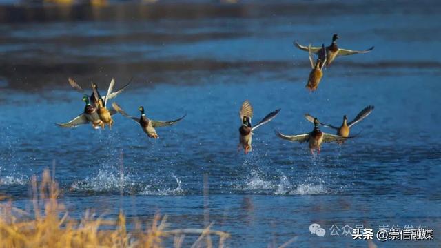 初冬汭河，摇曳一岸诗意时光
