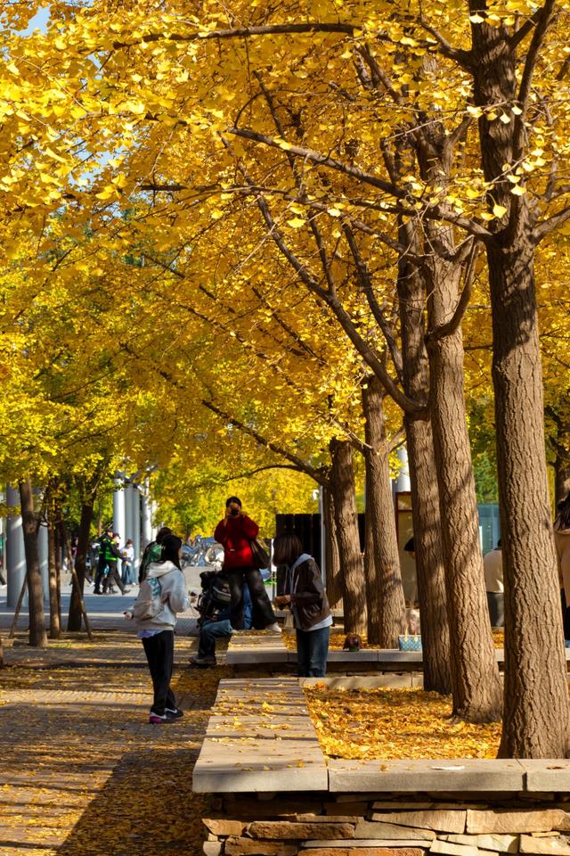 北京的秋天一定要奥林匹克森林公园！就是一场盛大的秋天盛宴