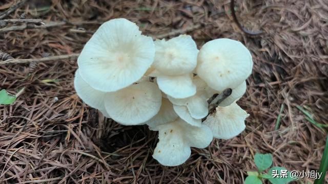 两次本溪南岭徒步记｜高山草甸，湖池松林，我被南岭种草