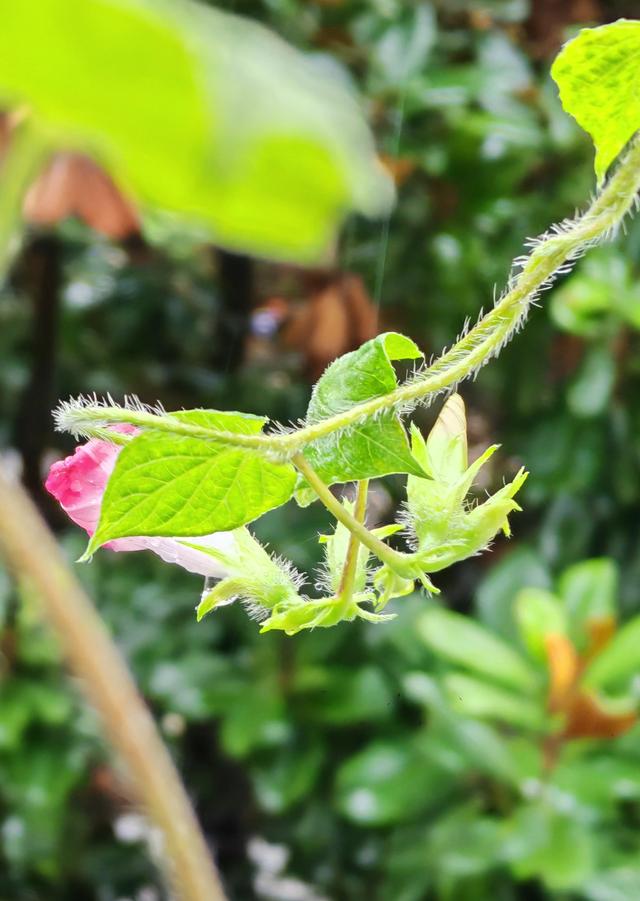 绝美的雨中花