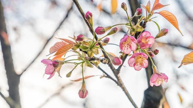 开了！重庆第一波樱花就在南岸区南山植物园！