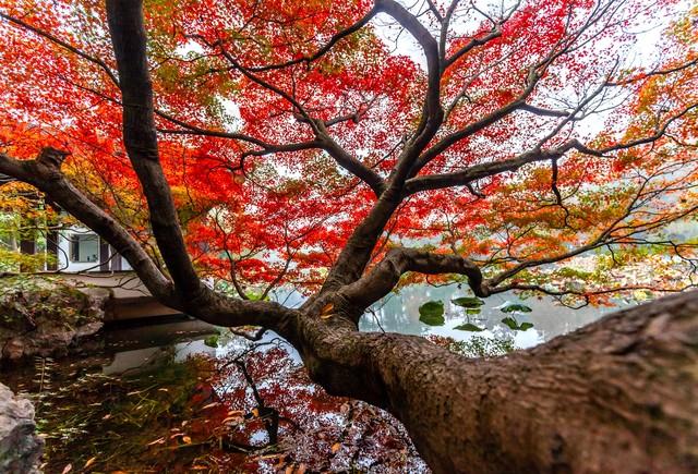 秋日红叶全攻略：认准这几棵树，带你解锁最美中国红！