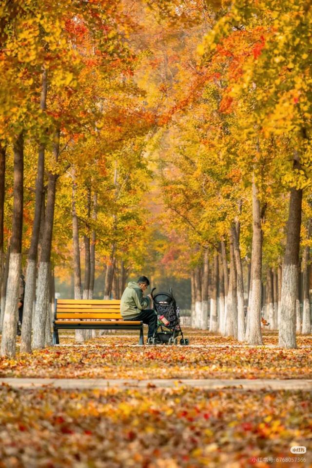 叶落临沂，步步皆是诗意画卷