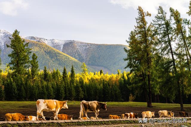 我的阿勒泰之旅(2)