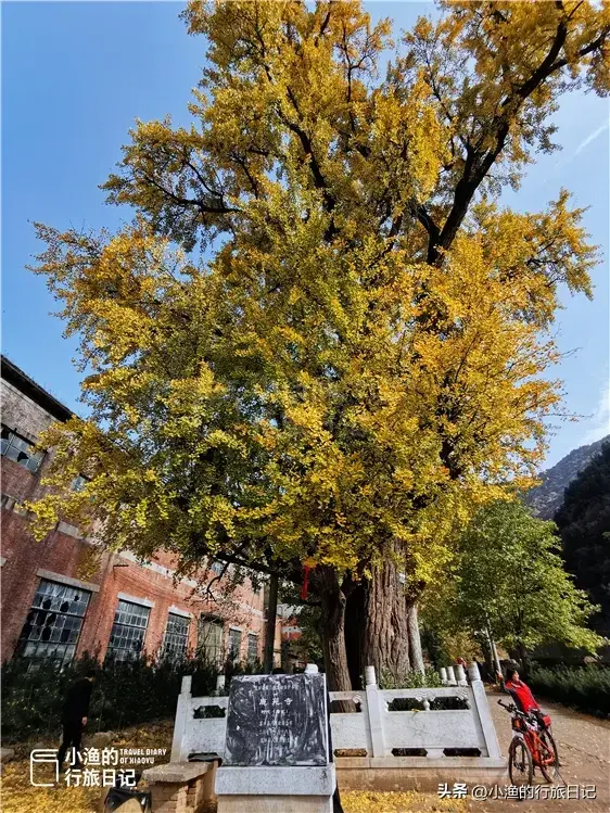 陕西古树，真的“封神”了！第二弹：秋天必看系列，最意外是它？