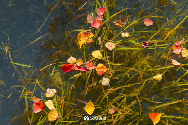 汉阳的秋天也太会了，“捡秋”比赏秋更上瘾