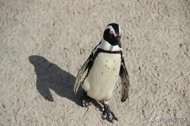 南部非洲：南非开普敦企鹅岛