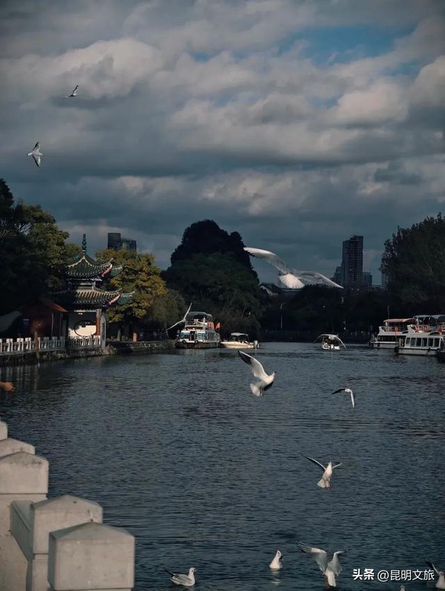 来啦来啦~红嘴鸥来大观公园啦！赏菊观鸥的快乐开始了🥰