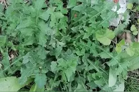 苦苣菜是有几千年食用历史的野菜，春天正是吃它的季节，你吃过吗图片