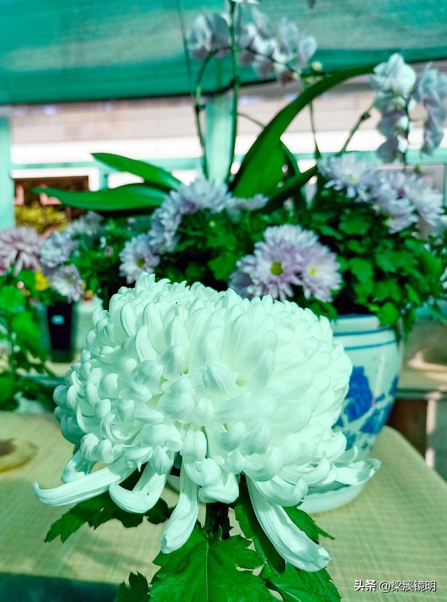 “中山秋韵，菊映盛世”，赏菊南京中山植物园（下）