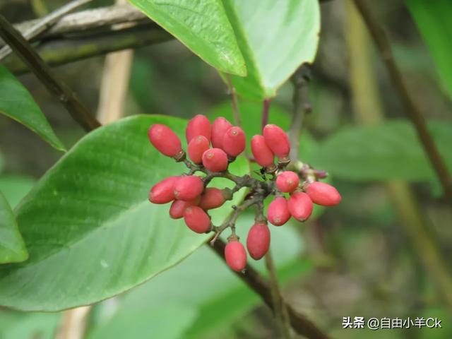 牢底坐穿警告！这10种国宝级植物，快来认识一下。