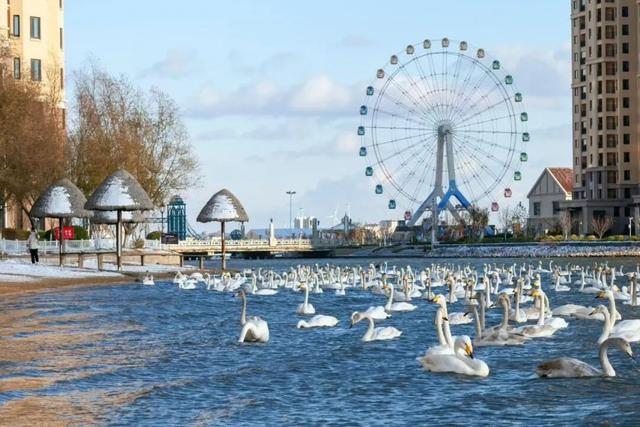 冬游威海 | “鹅”在这儿呢！