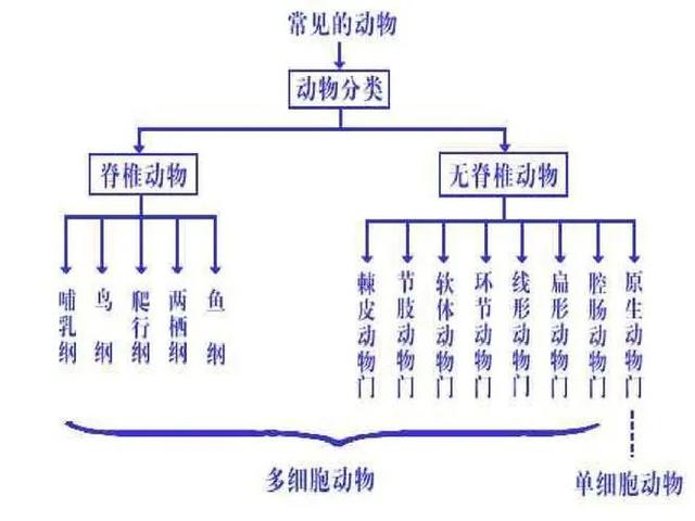 动物是如何分类的？