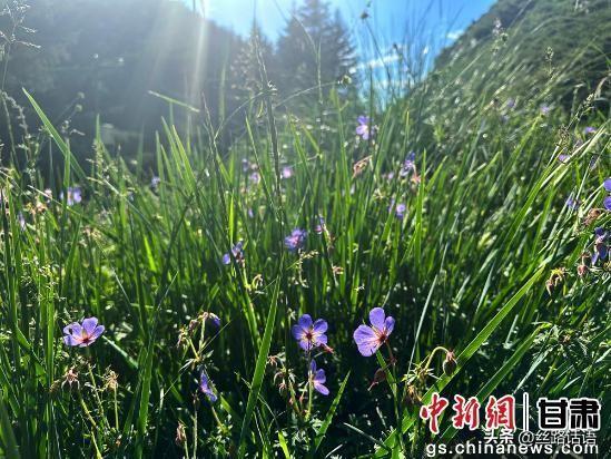 夏日丝路名山焉支山：松柏翠绿 山涧清凉