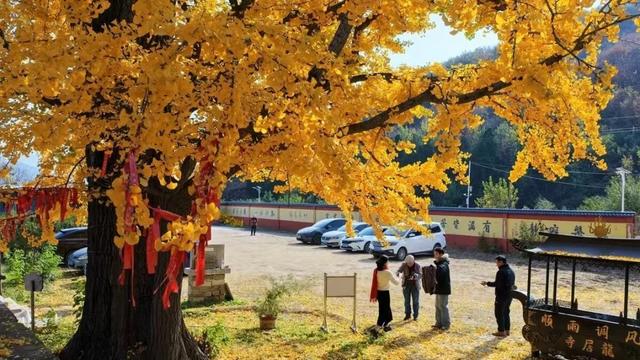 济南的这些千年银杏树美得正当时,最后“黄金期”快去打卡!