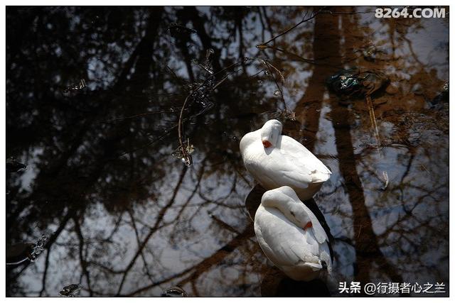 山东行游影记（194）—青州仰天山柿子沟（二）