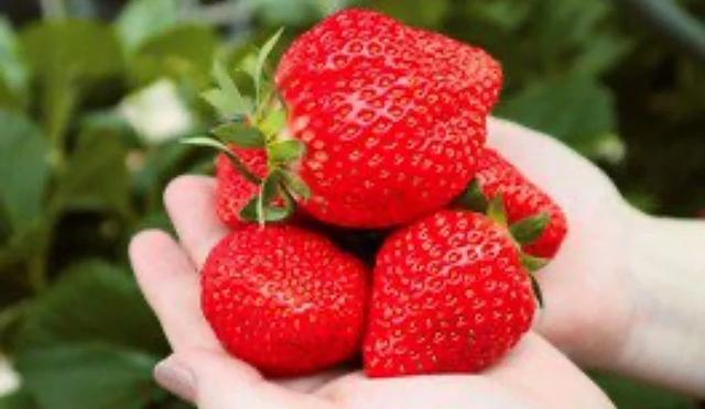 东京采草莓景点10选：新宿、涩谷当日来回、多样草莓品种吃到饱