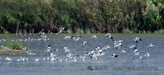 最后1天！体验黑科技“飞”红树林，还能逛烟火市集……