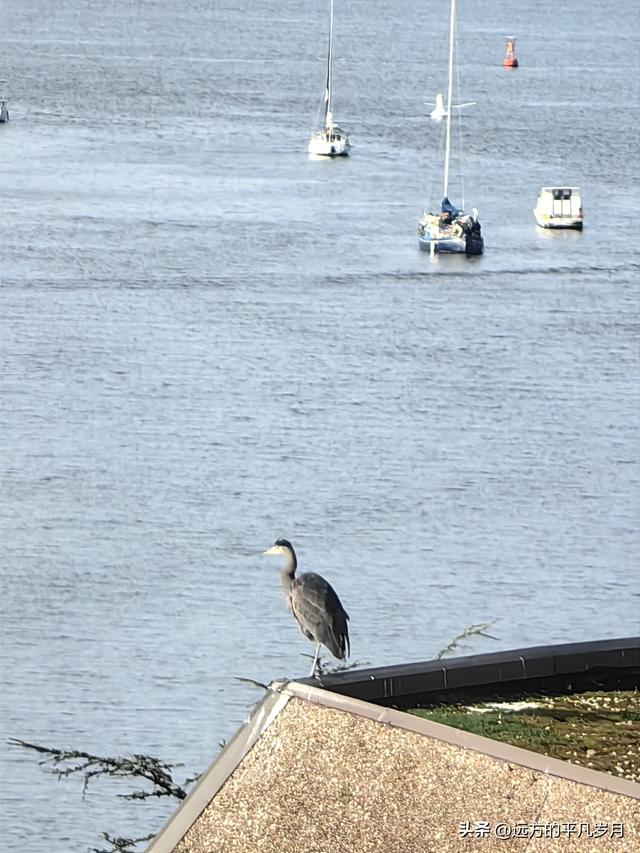 温哥华游记（五）