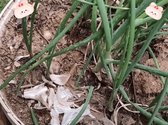 扔大蒜皮就是扔钱	，这个用途拿钱买都难，看完立马学