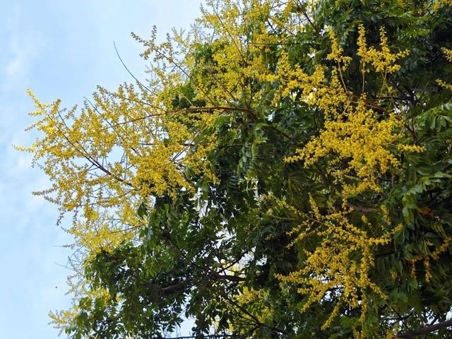 初秋限定！许昌“金色花海”等您欣赏