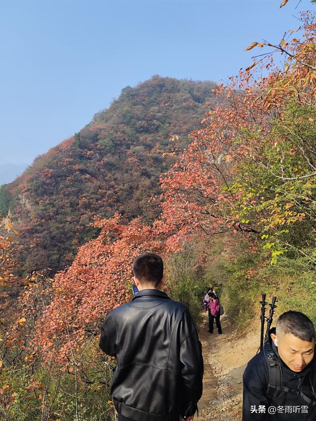 又见山山红叶飞