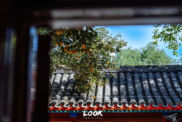 免费开放,北京冬天真的很适合来这里