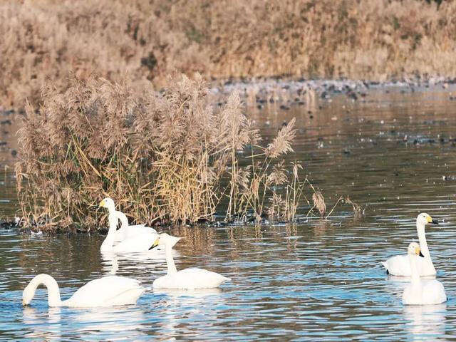 一湖初冬色，半城清欢美——三门峡苍龙湖的冬日盛景