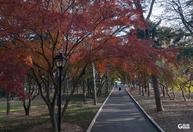 速来打卡！青岛限定“枫景”即将落幕