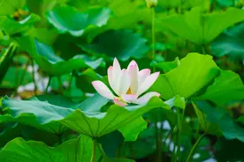 抢先看！北京莲花池公园荷花初放，最美赏荷季来了！图片