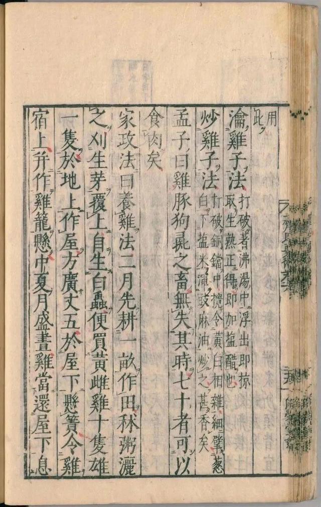 一只鸡是怎样成为顶流的?