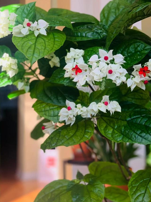 泉州一老街，有一株“龙吐珠”开成花墙，看到的人都直呼“太美”
