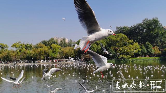 红嘴鸥来了！在哪“鸥”遇？昆明观鸥地图请查收