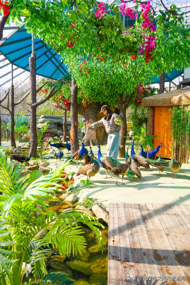 速看！蔡甸元旦跨年活动来了，迎接2026！