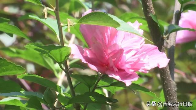 早上去儿童公园了吗?木槿花开,满眼皆夏!