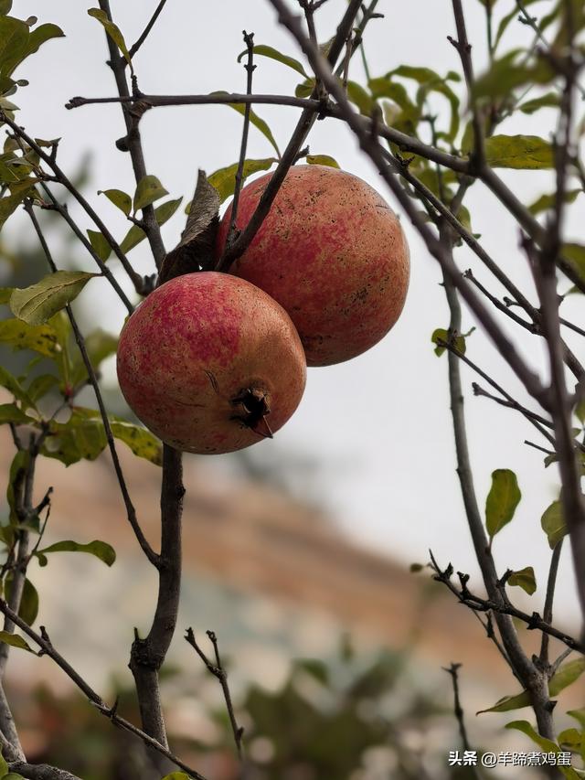 秋风独宠一园菊，晚来香艳出樊篱——北京北海公园2025年菊花展