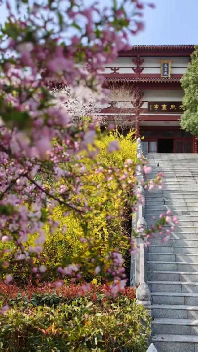 观音湖梅樱盛放!承包你的赏花浪漫