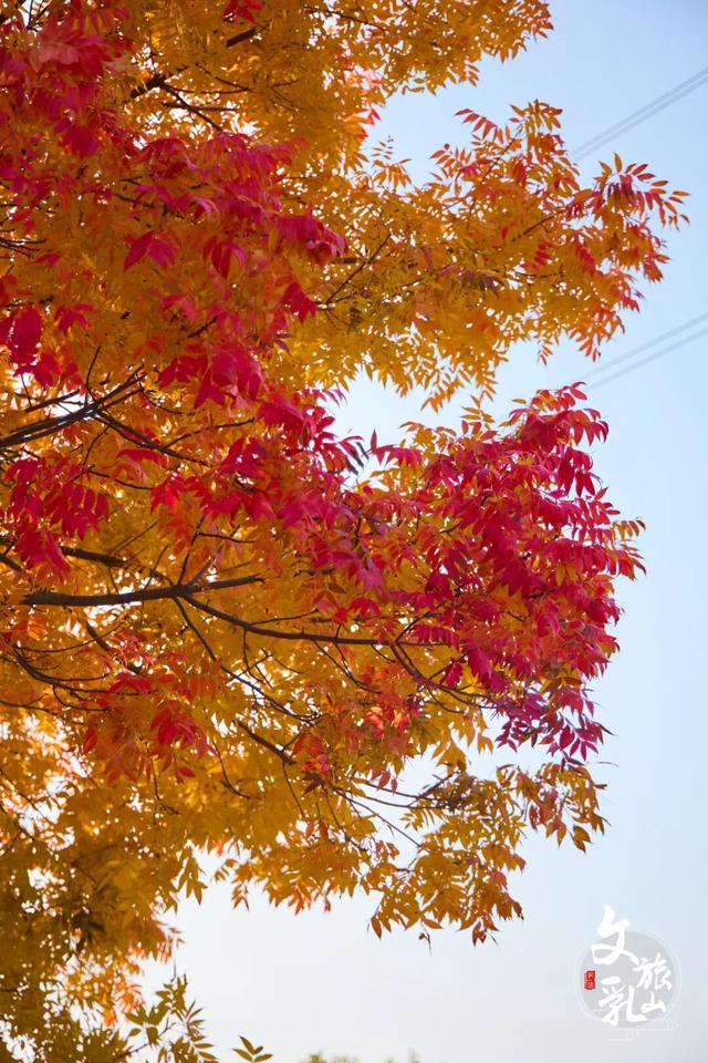 当秋风吻过乳山：一场关于色彩与治愈的漫步指南